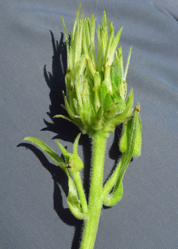 Balsamorhiza (balsamroots) (alternate view 5)