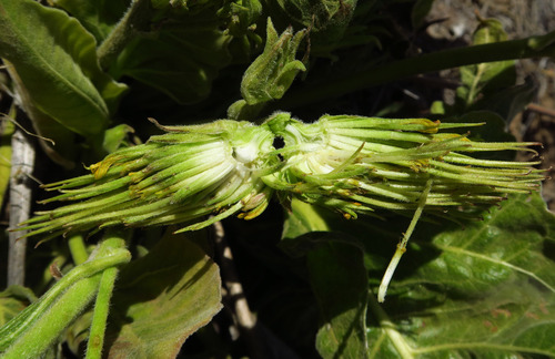 Balsamorhiza (balsamroots) (alternate view 7)