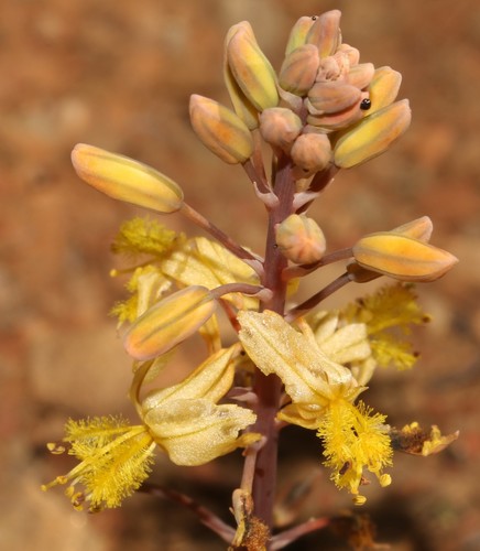 Bulbine (Kopievas) (alternate view 8)