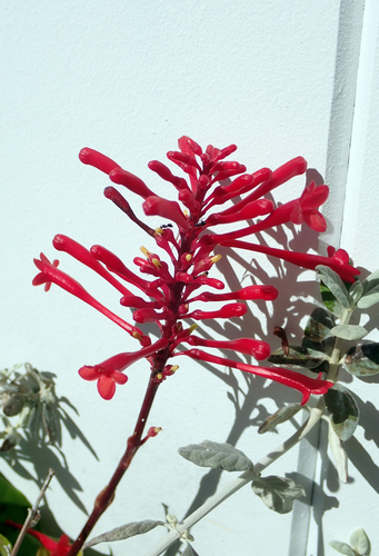 Odontonema (alternate view 9)