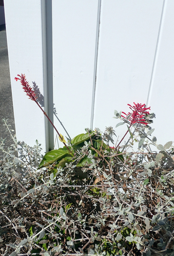 Odontonema (alternate view 7)