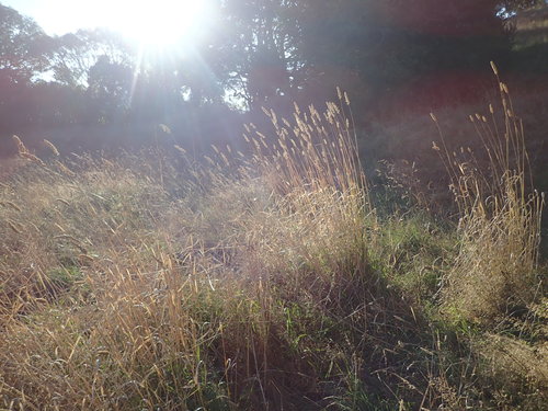 Phalaris aquatica (harding grass)