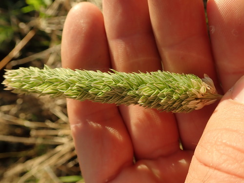 Phalaris aquatica (harding grass) (alternate view 2)