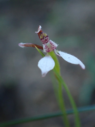 Eriochilus cucullatus (Parson's Bands) (alternate view 5)