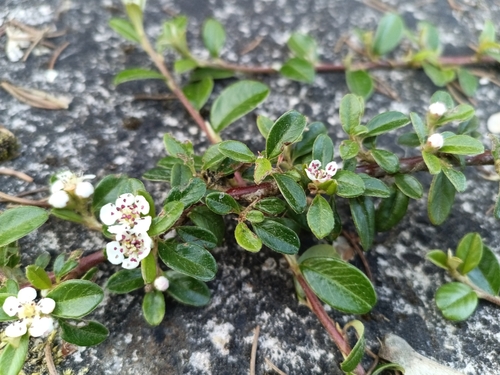 Cotoneaster × suecicus (Swedish Cotoneaster) (alternate view 9)