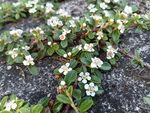 Cotoneaster × suecicus (Swedish Cotoneaster) (alternate view 10)