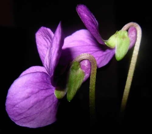Viola odorata (Sweet violet)