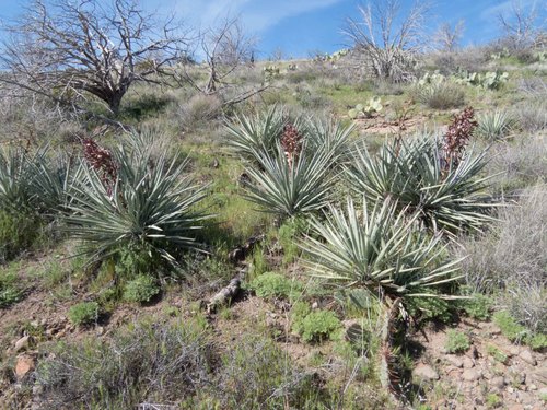 Yucca baccata (Banana Yucca) (alternate view 3)