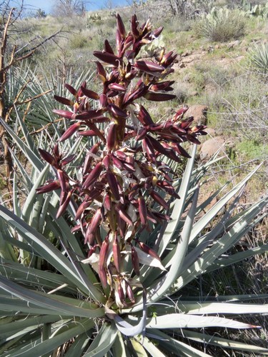 Yucca baccata (Banana Yucca) (alternate view 4)