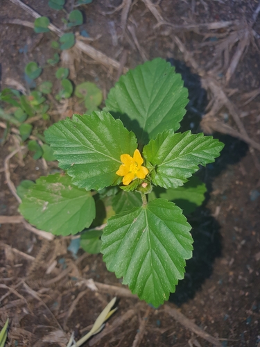 Malvastrum coromandelianum (three-lobe false mallow)