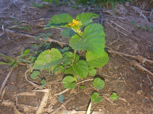 Malvastrum coromandelianum (three-lobe false mallow) (alternate view 2)