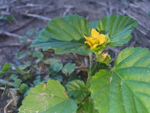 Malvastrum coromandelianum (three-lobe false mallow) (alternate view 3)