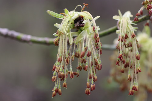 Acer negundo (Box Elder)