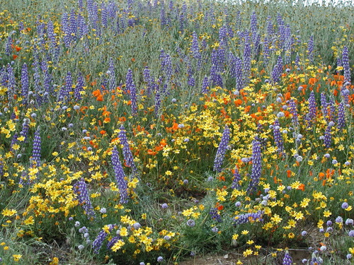 Lupinus microcarpus (chick lupine) (alternate view 2)