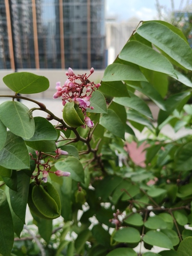 Averrhoa carambola (Star Fruit Carambola) (alternate view 4)