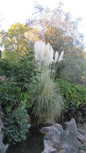 Cortaderia (Pampas grasses) (alternate view 3)