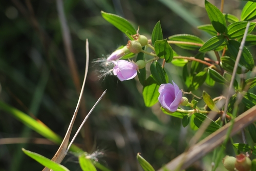 Melastoma (melastomes) (alternate view 5)