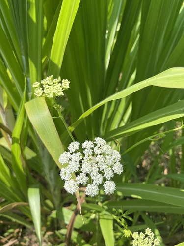 Sium suave (water parsnip) (alternate view 2)
