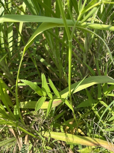 Sium suave (water parsnip) (alternate view 3)