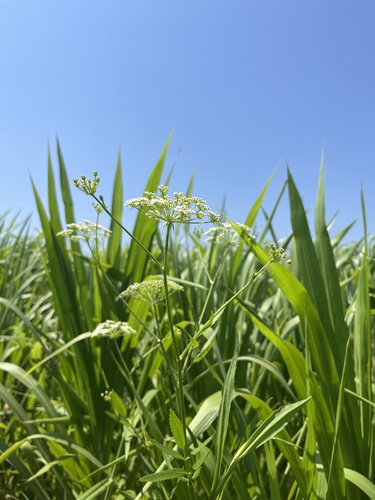 Sium suave (water parsnip) (alternate view 4)