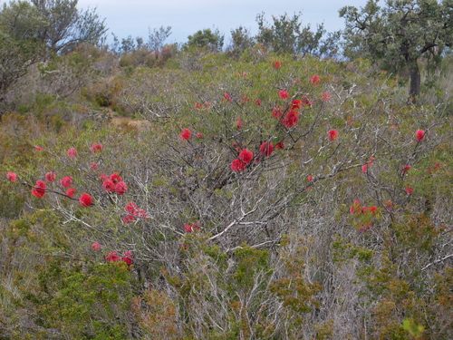 Melaleuca fulgens (alternate view 11)