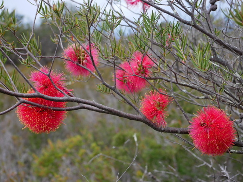 Melaleuca fulgens (alternate view 10)