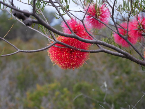Melaleuca fulgens (alternate view 12)