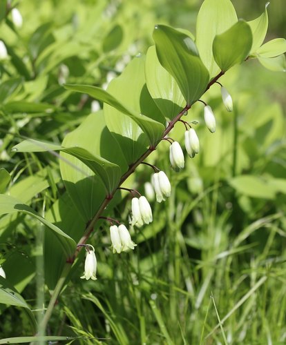 Polygonatum odoratum (Solomon's Seal) (alternate view 3)