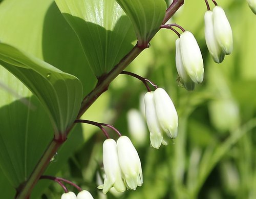 Polygonatum odoratum (Solomon's Seal) (alternate view 4)