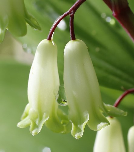 Polygonatum odoratum (Solomon's Seal) (alternate view 5)