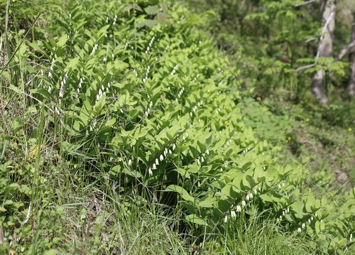 Polygonatum odoratum (Solomon's Seal) (alternate view 6)