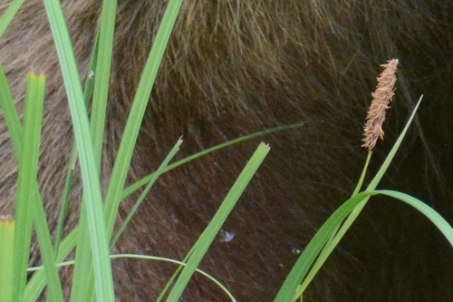 Carex lyngbyei (Lyngby's sedge)