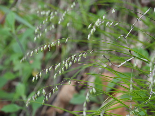 Melica nutans (alternate view 12)