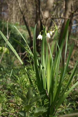 Leucojum aestivum (spring snowflakes)