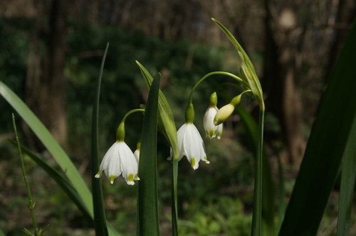 Leucojum aestivum (spring snowflakes) (alternate view 2)