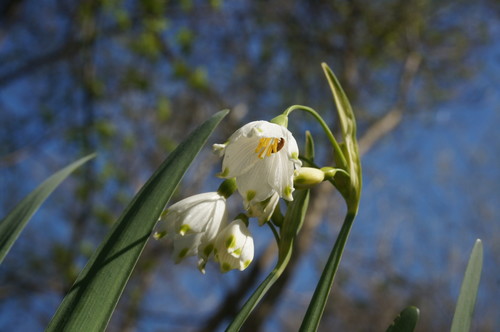Leucojum aestivum (spring snowflakes) (alternate view 3)