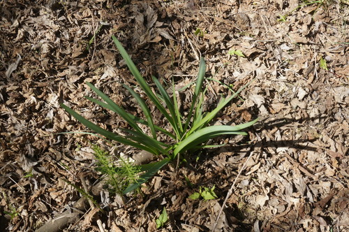 Leucojum aestivum (spring snowflakes) (alternate view 4)