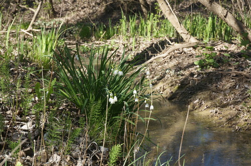 Leucojum aestivum (spring snowflakes) (alternate view 5)