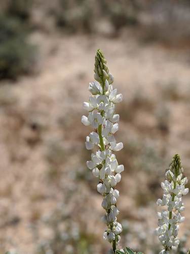 Lupinus arizonicus (Arizona lupine) (alternate view 5)