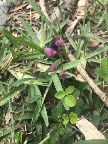 Desmodium incanum (creeping beggarweed)