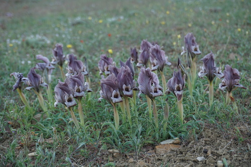 Iris (Irises)