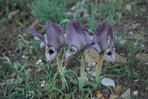 Iris (Irises) (alternate view 2)