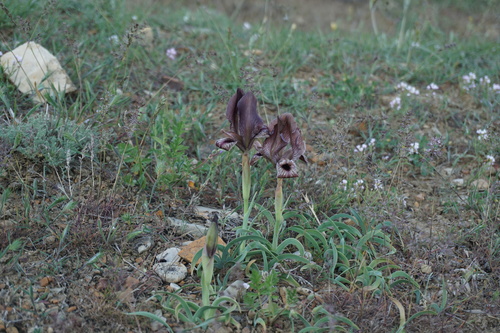 Iris (Irises) (alternate view 3)