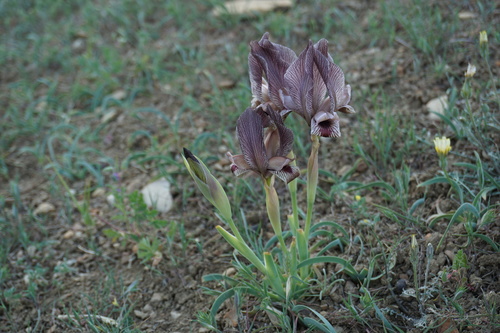Iris (Irises) (alternate view 4)