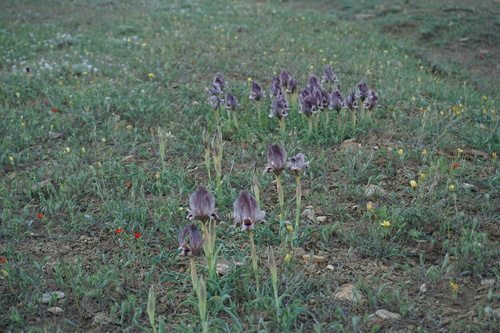 Iris (Irises) (alternate view 5)