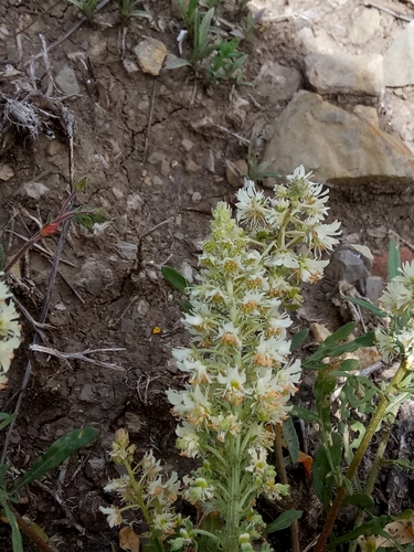 Reseda (mignonettes) (alternate view 4)