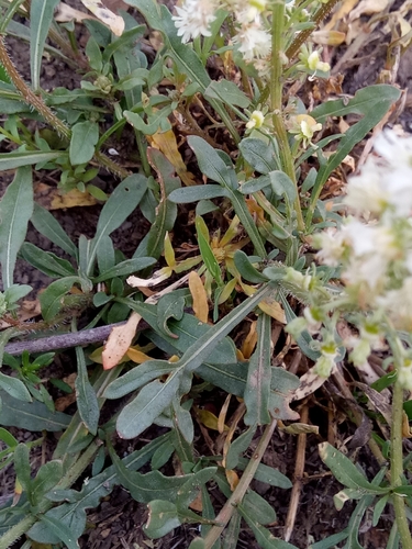 Reseda (mignonettes) (alternate view 5)