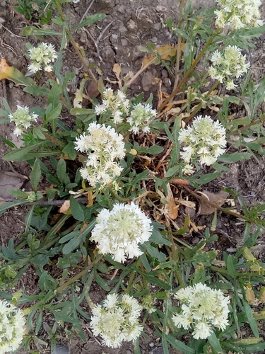 Reseda (mignonettes) (alternate view 6)