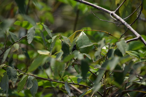 Apocissus hypoglauca (Five-Leaved Water Vine) (alternate view 3)