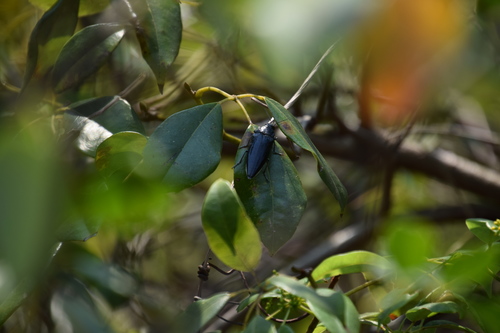 Apocissus hypoglauca (Five-Leaved Water Vine)